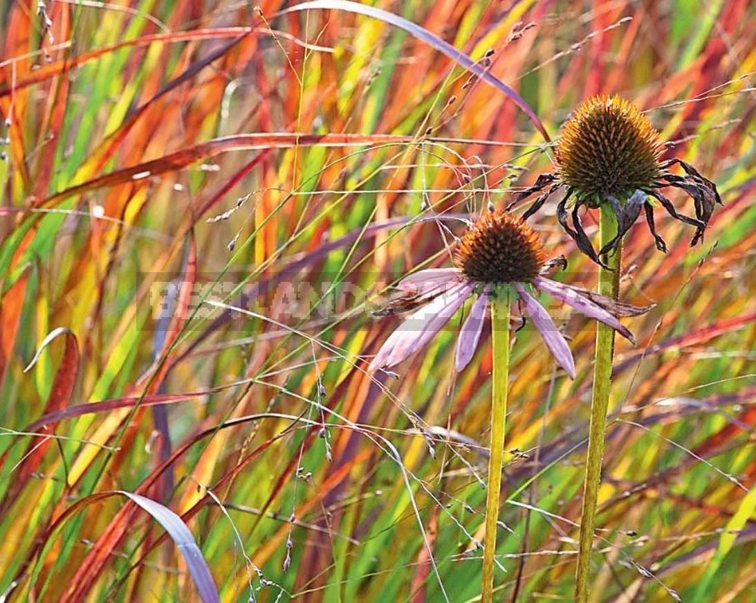 Multicolored Panicum Virgatum: The Most Spectacular Varieties