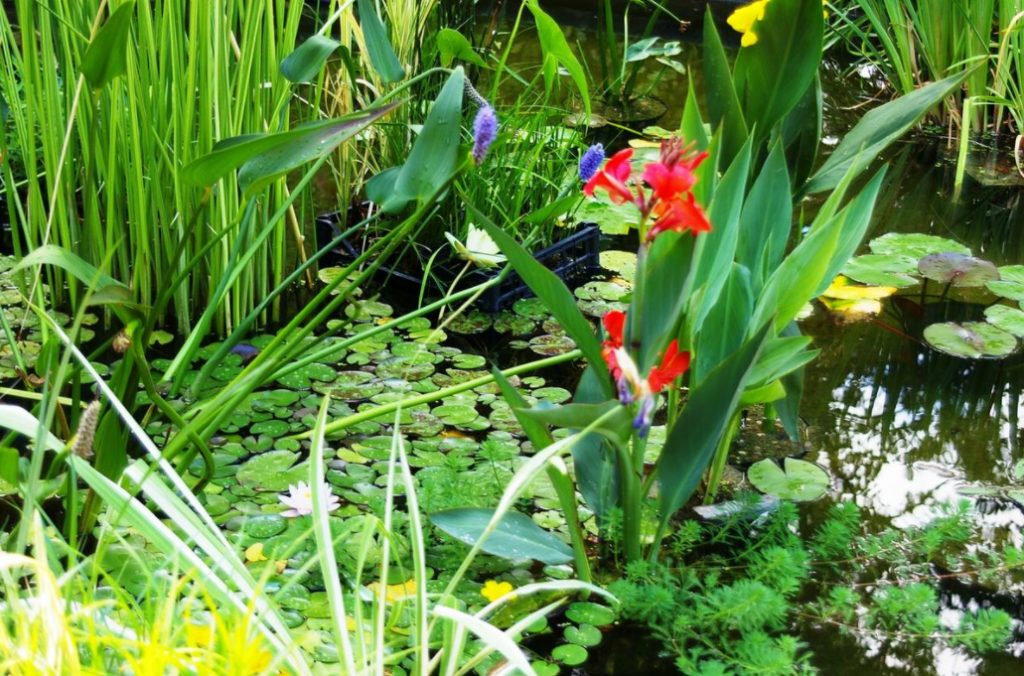 Plants For Garden Reservoirs: Features Of Care And Reproduction