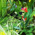 Plants For Garden Reservoirs: Features Of Care And Reproduction