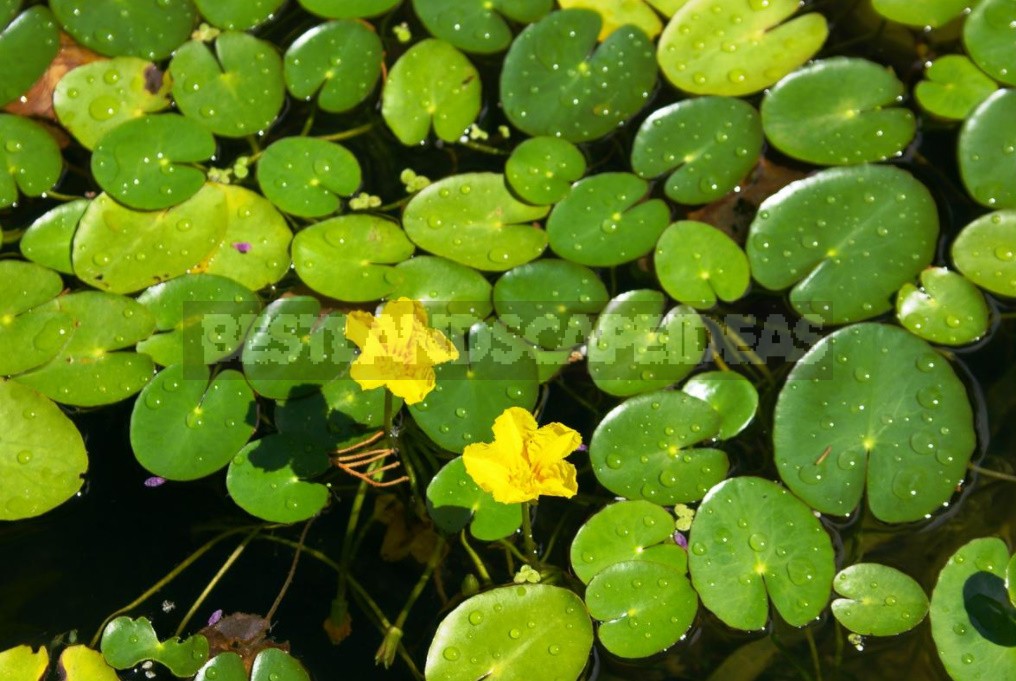 Plants For Garden Reservoirs: Features Of Care And Reproduction