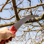 Pruning Fruit Trees: Photos And Tips