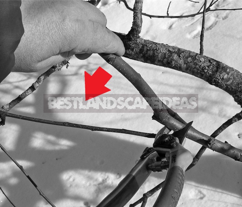 Pruning Fruit Trees: Photos And Tips