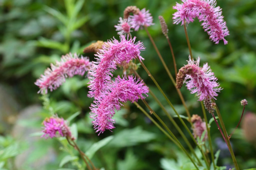 Sanguisorba In The Design Of Natural Flower Beds
