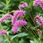 Sanguisorba In The Design Of Natural Flower Beds
