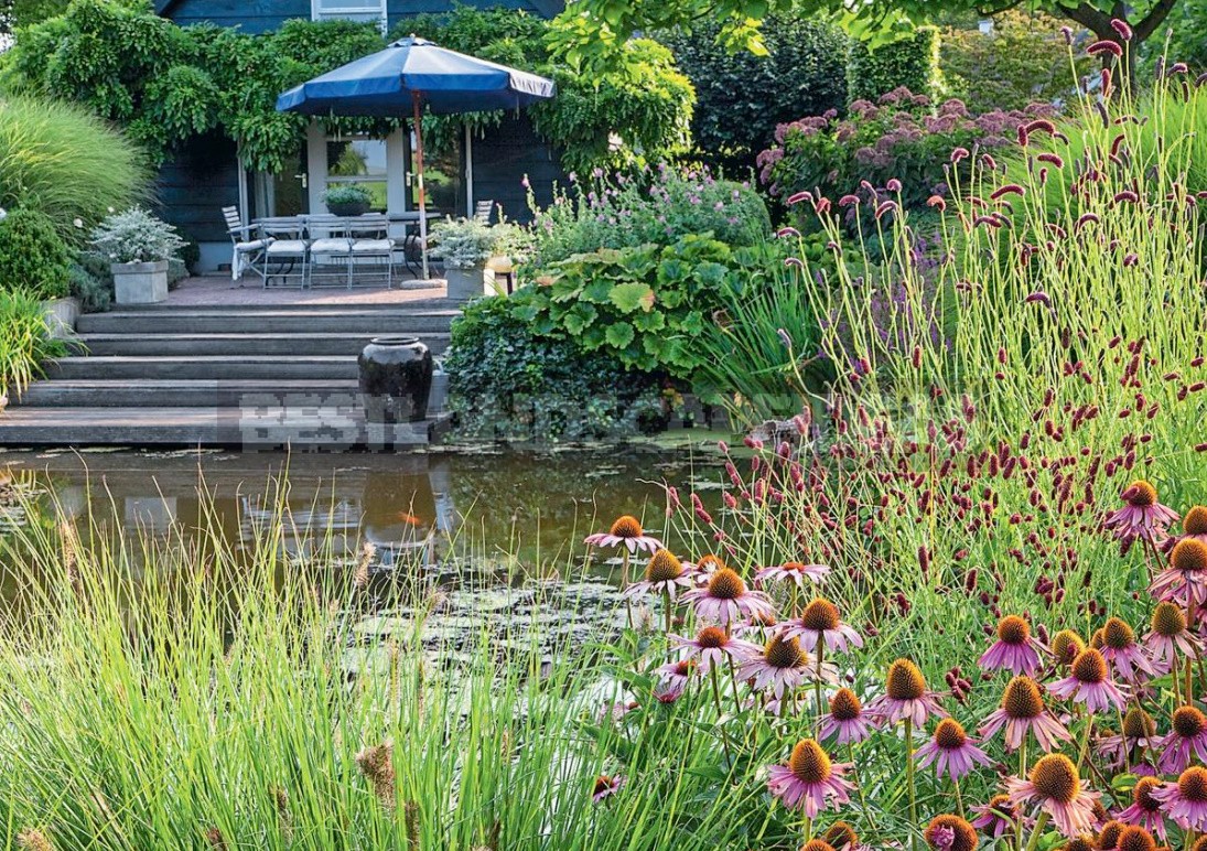 Sanguisorba In The Design Of Natural Flower Beds