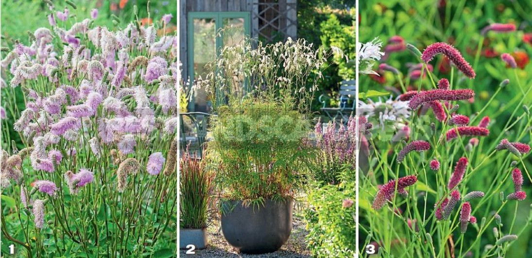 Sanguisorba In The Design Of Natural Flower Beds