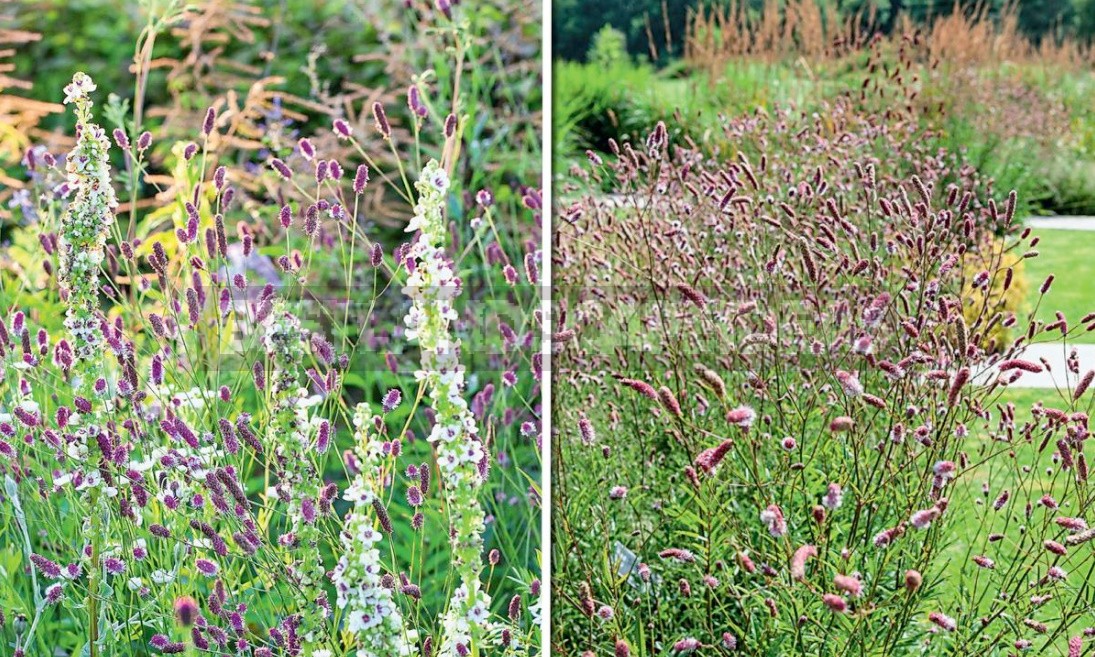 Sanguisorba In The Design Of Natural Flower Beds