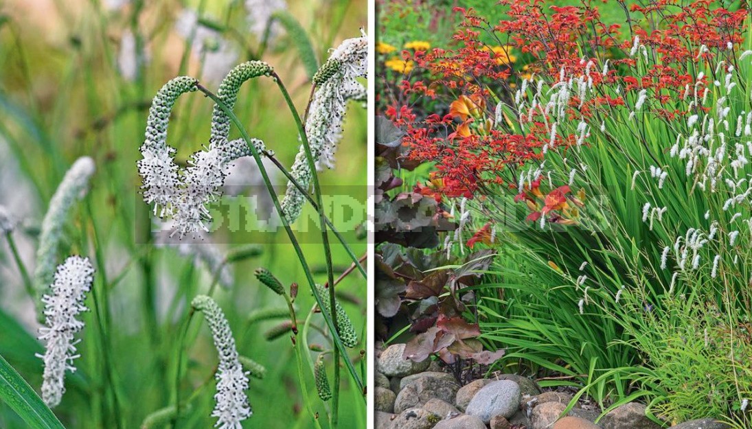 Sanguisorba In The Design Of Natural Flower Beds