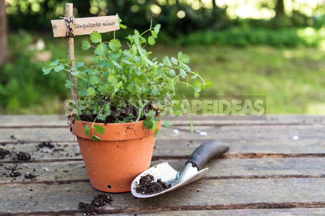 Sanguisorba In The Design Of Natural Flower Beds