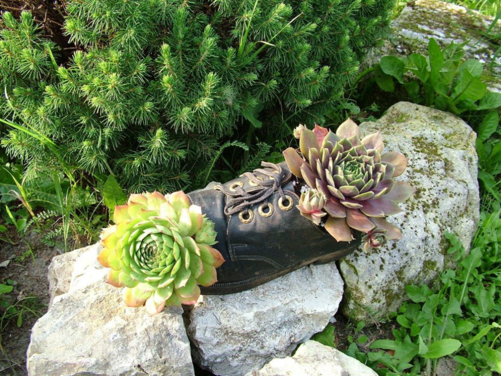 Sempervivum: Landing In The Kettle And On The Roof. Photos And Song Ideas!