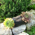 Sempervivum: Landing In The Kettle And On The Roof. Photos And Song Ideas!