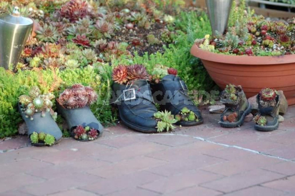 Sempervivum: Landing In The Kettle And On The Roof. Photos And Song Ideas!