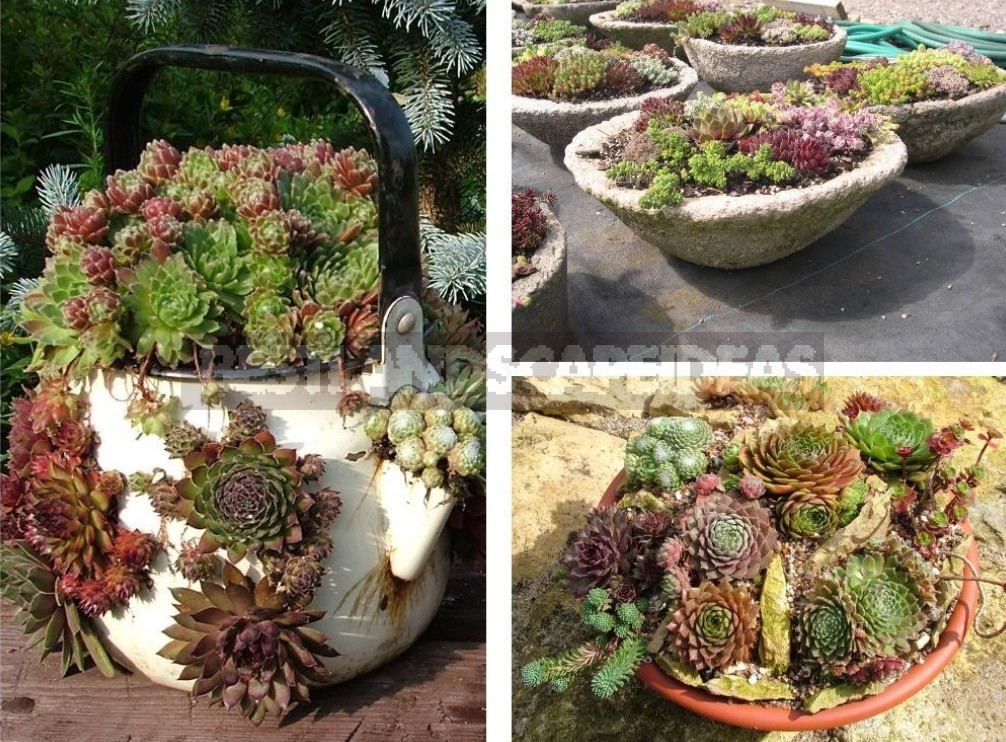 Sempervivum: Landing In The Kettle And On The Roof. Photos And Song Ideas!