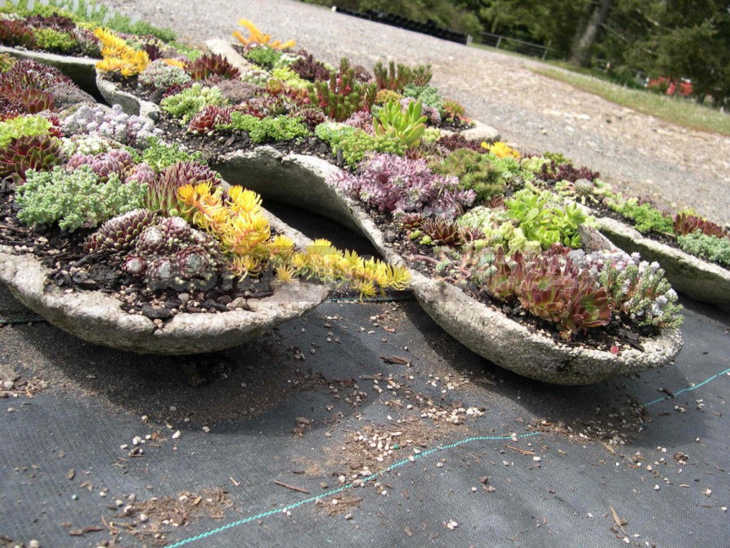 Sempervivum: Landing In The Kettle And On The Roof. Photos And Song Ideas!