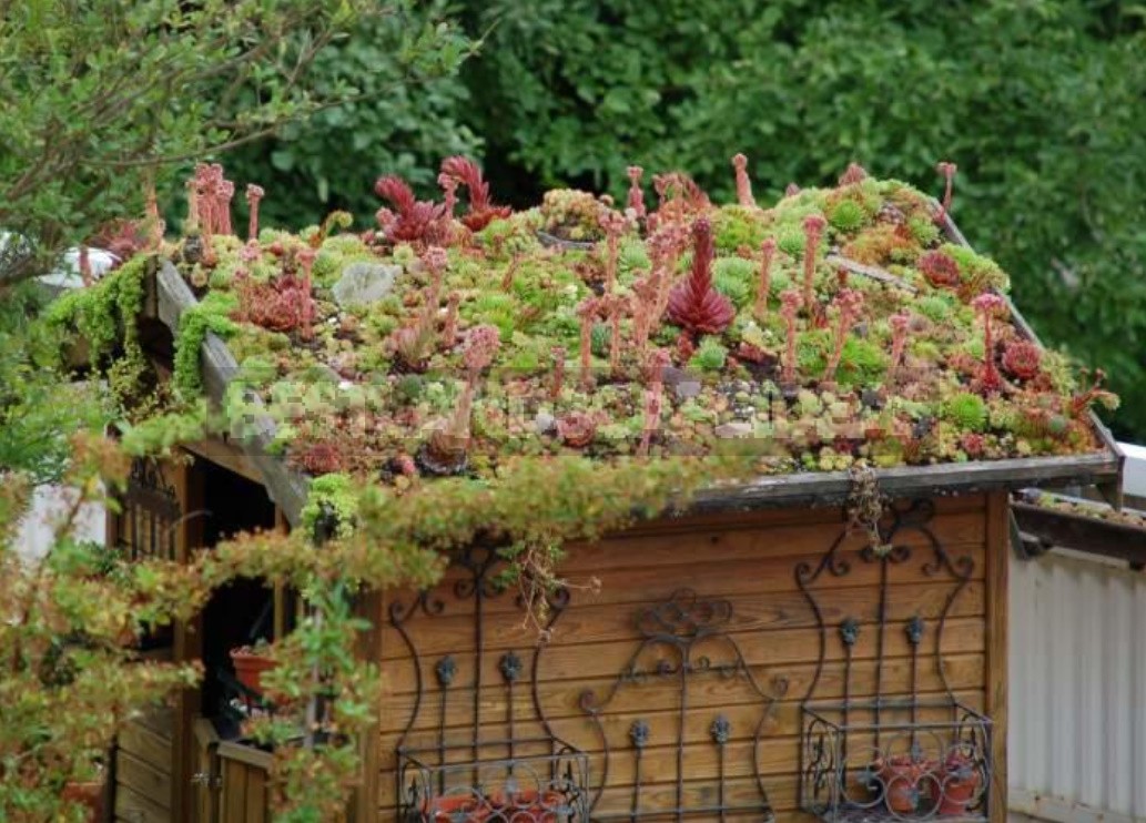 Sempervivum: Landing In The Kettle And On The Roof. Photos And Song Ideas!