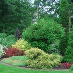 Shrub Garden: Plant Selection Criteria (Part 2)