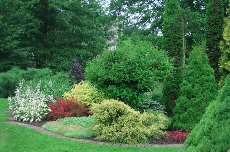 Picture of Shrub Garden: Plant Selection Criteria (Part 1) - Best Landscape Ideas