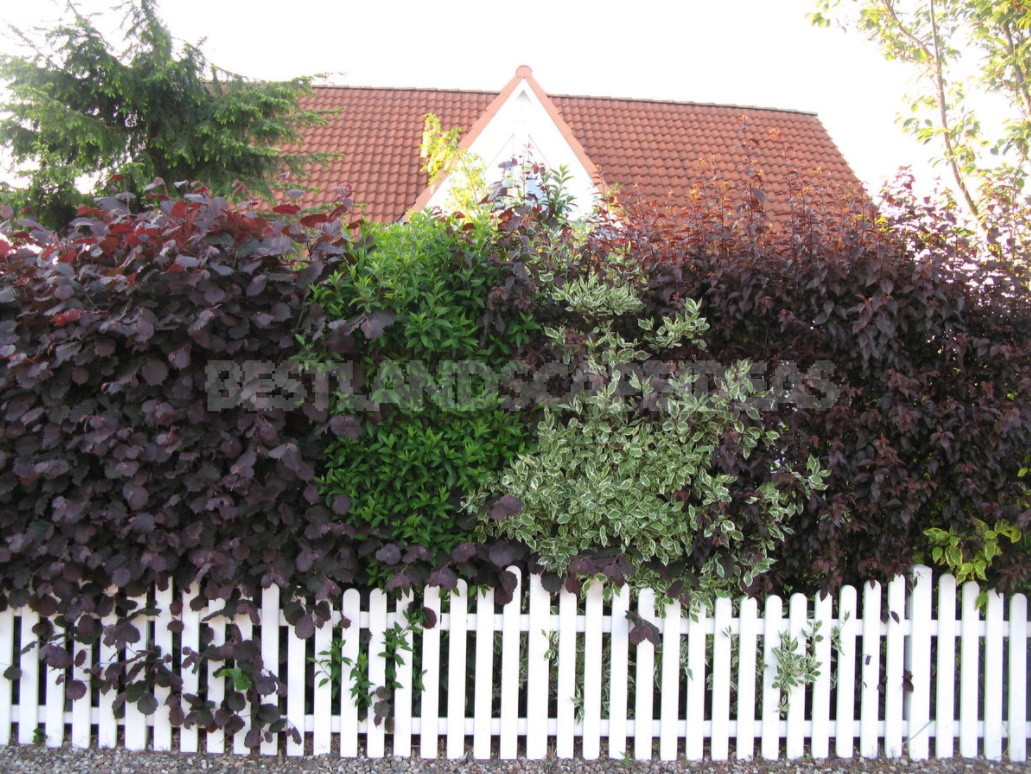 Shrub Garden: Plant Selection Criteria (Part 2)