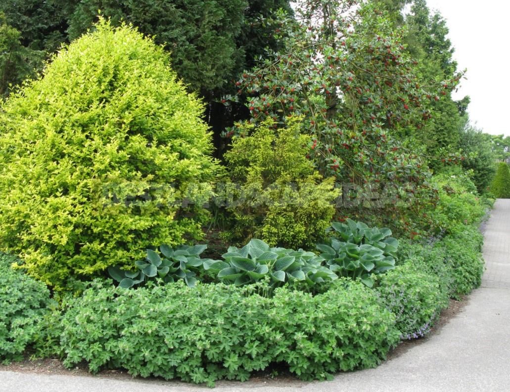 Shrub Garden: Plant Selection Criteria (Part 2)