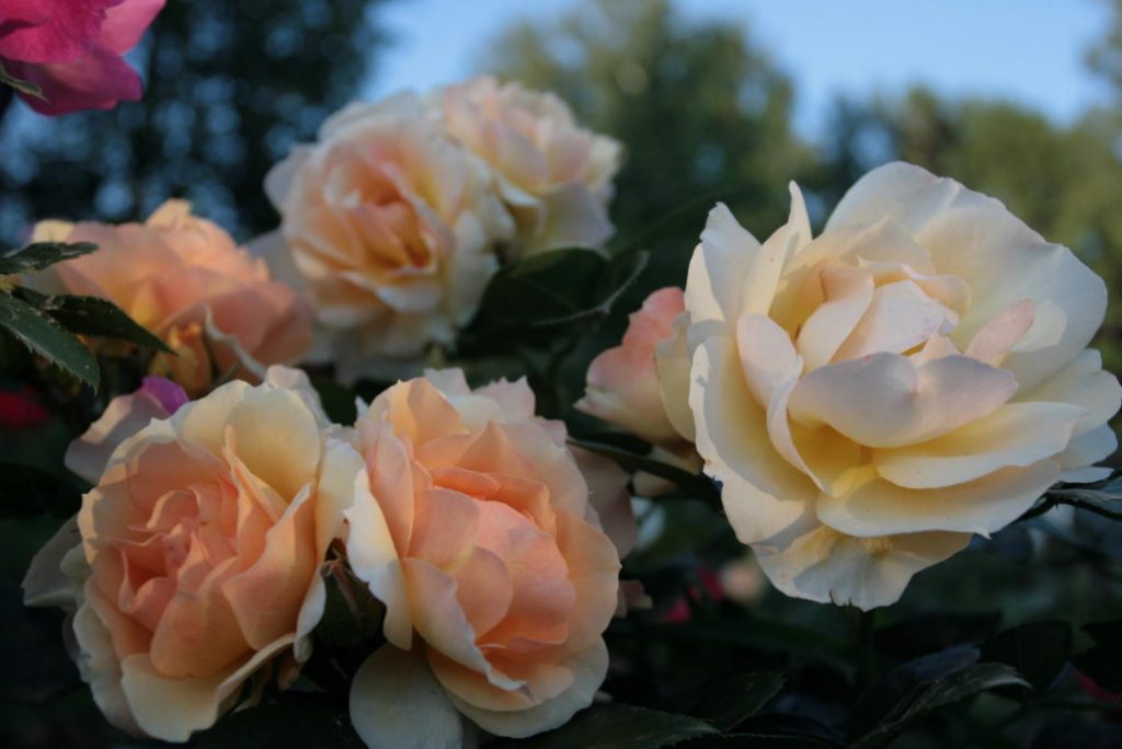 Roses in October: landing, care, preparation for shelter