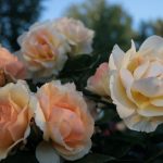 Roses in October: landing, care, preparation for shelter