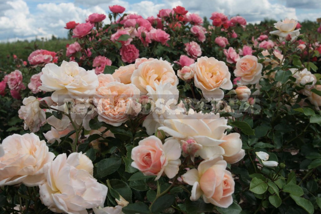 Roses in October: landing, care, preparation for shelter