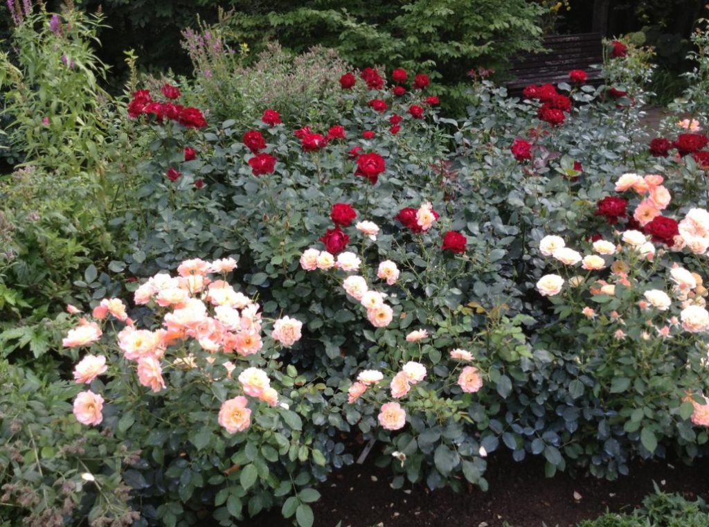 Roses in October: landing, care, preparation for shelter - Best ...