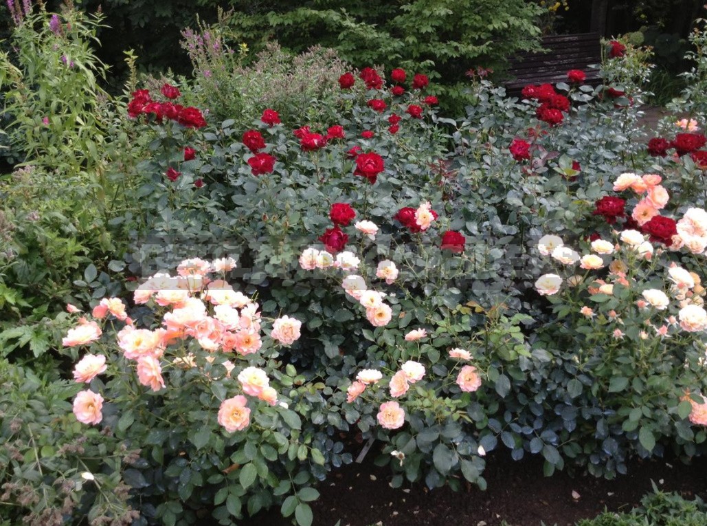 Roses in October: landing, care, preparation for shelter