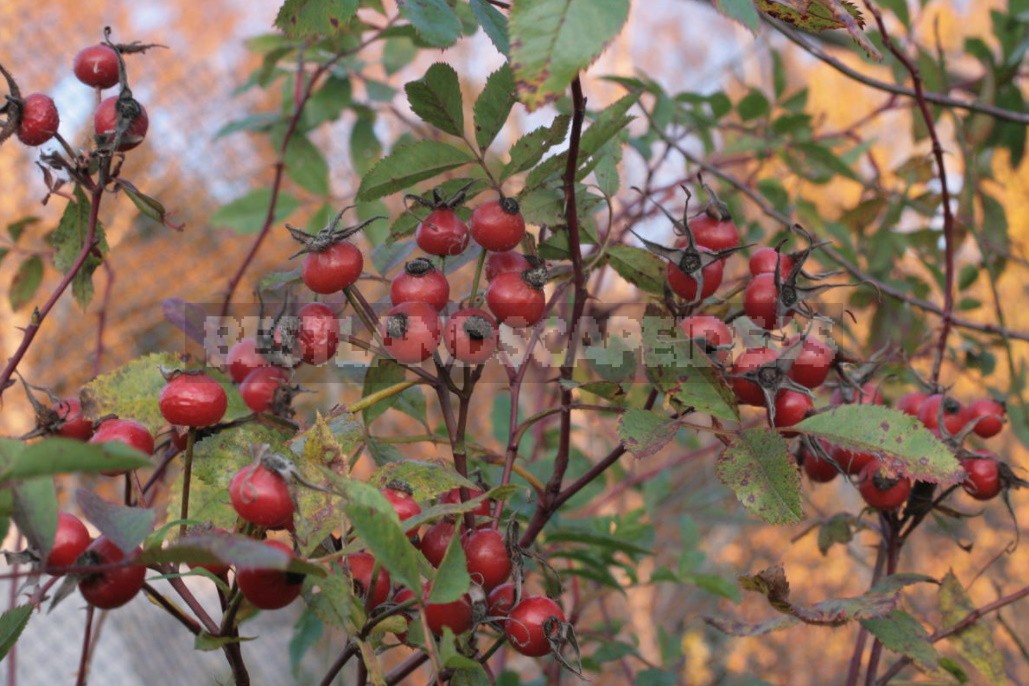 Roses in October: landing, care, preparation for shelter