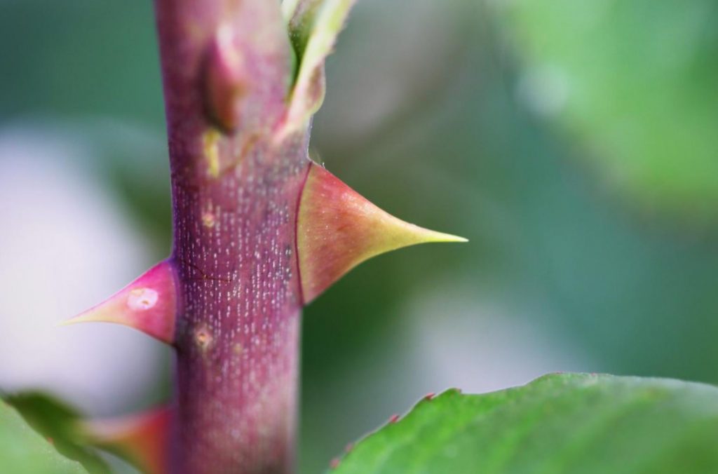 Thorns And Roses: Proven Varieties Of Thornless Roses