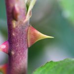 Thorns And Roses: Proven Varieties Of Thornless Roses