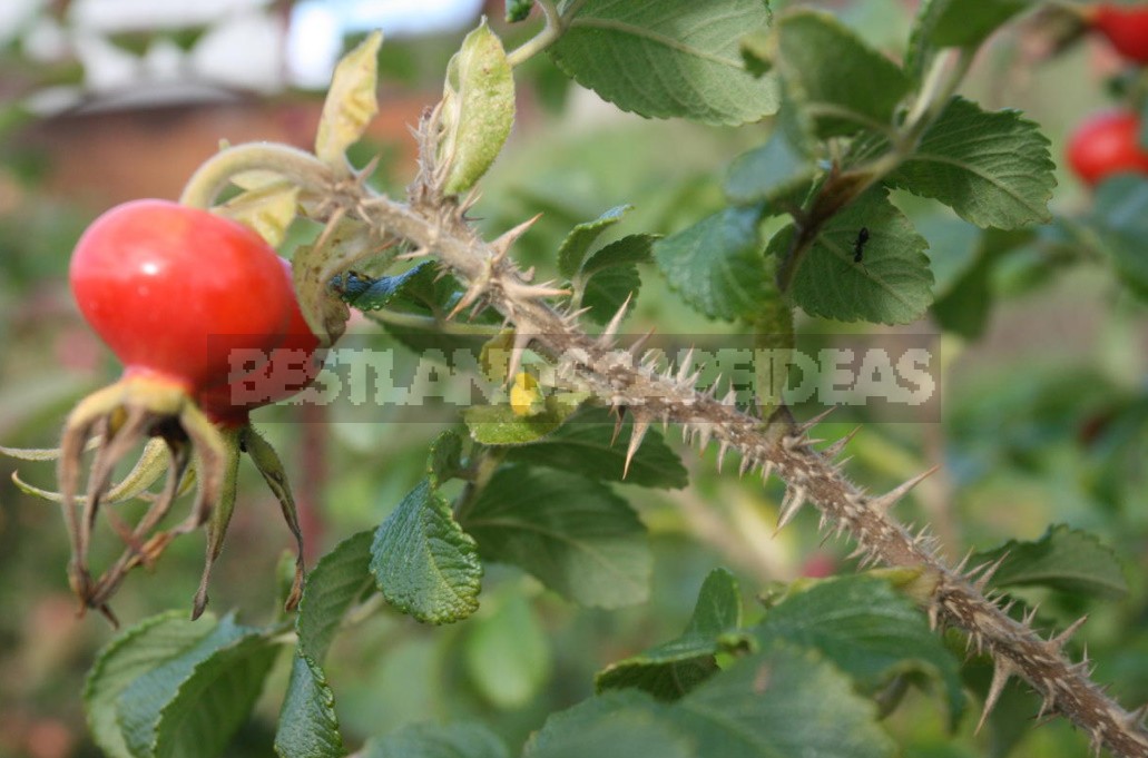 Thorns And Roses: Proven Varieties Of Thornless Roses