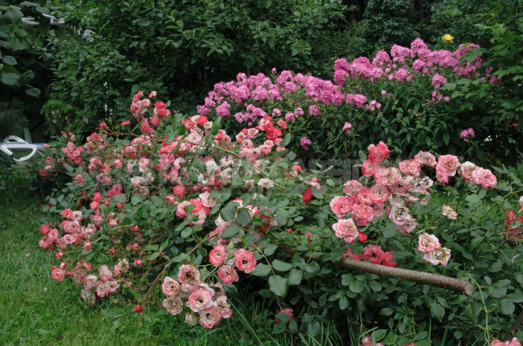 Thorns And Roses: Proven Varieties Of Thornless Roses