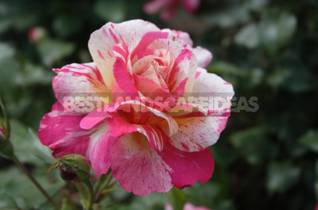 Thorns And Roses: Proven Varieties Of Thornless Roses