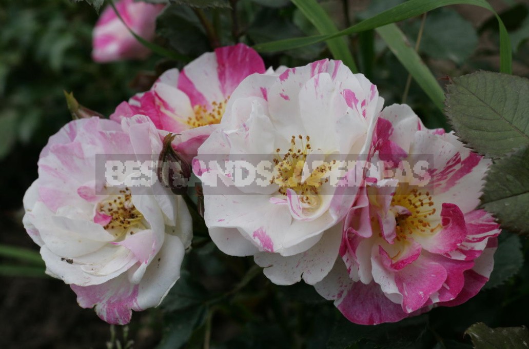 Thorns And Roses: Proven Varieties Of Thornless Roses