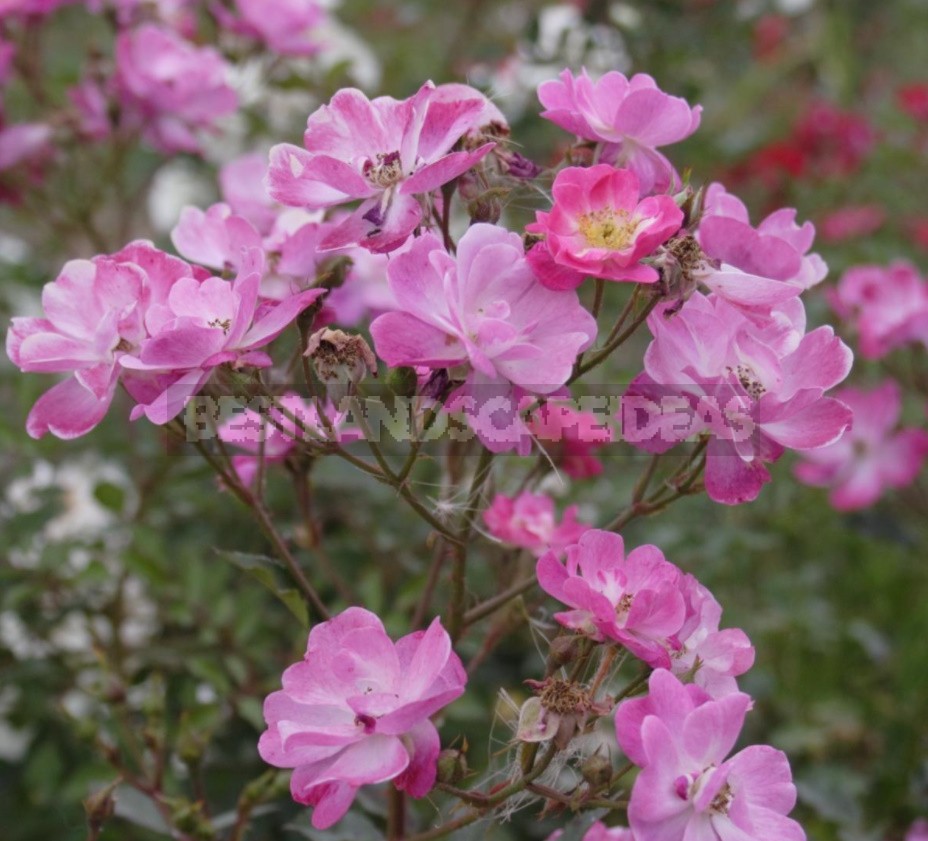 Thorns And Roses: Proven Varieties Of Thornless Roses