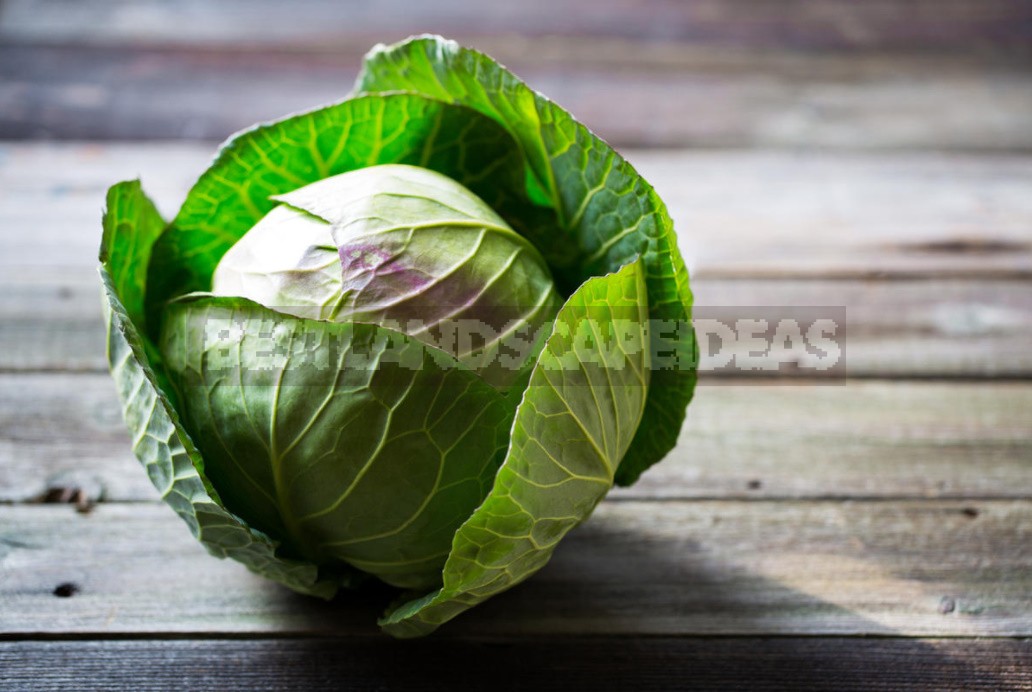 Treatment Of Cabbage: Traditional Recipes