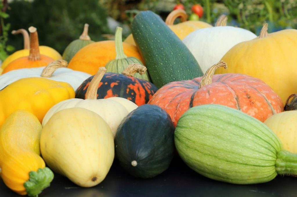 Useful Properties Of Pumpkin And Its Closest Relatives