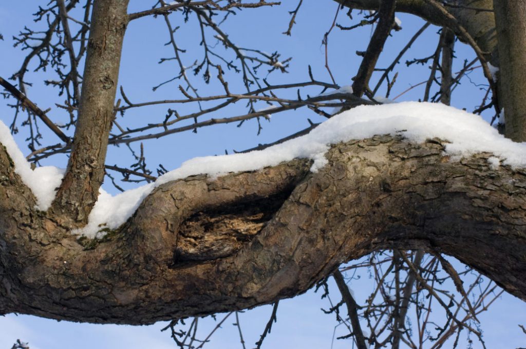 Wounds And Hollows Of Fruit Trees: How To Treat