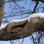 Wounds And Hollows Of Fruit Trees: How To Treat