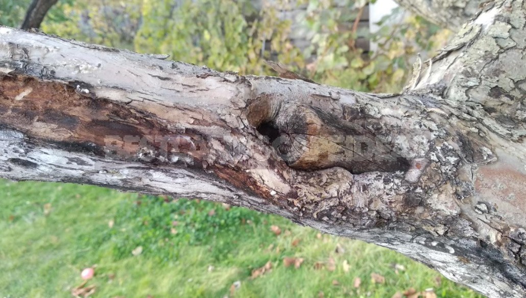 Wounds And Hollows Of Fruit Trees: How To Treat
