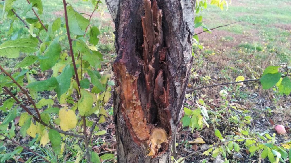 Wounds And Hollows Of Fruit Trees: How To Treat