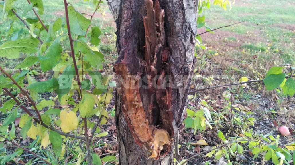 Wounds And Hollows Of Fruit Trees: How To Treat