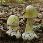 About The Pale Toadstool With Love