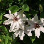 Clematis From My Collection: Types, Varieties, Photos