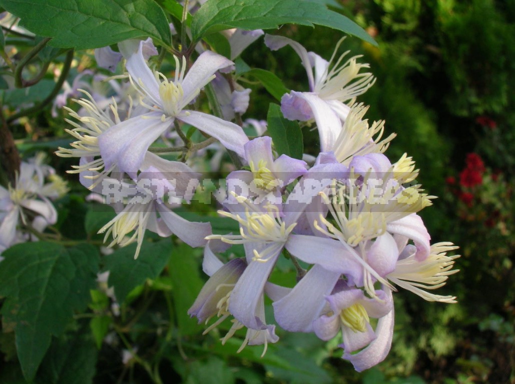 Clematis From My Collection: Types, Varieties, Photos