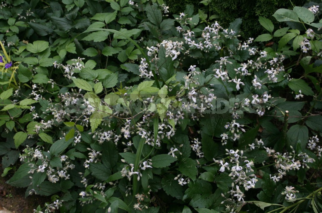 Clematis From My Collection: Types, Varieties, Photos