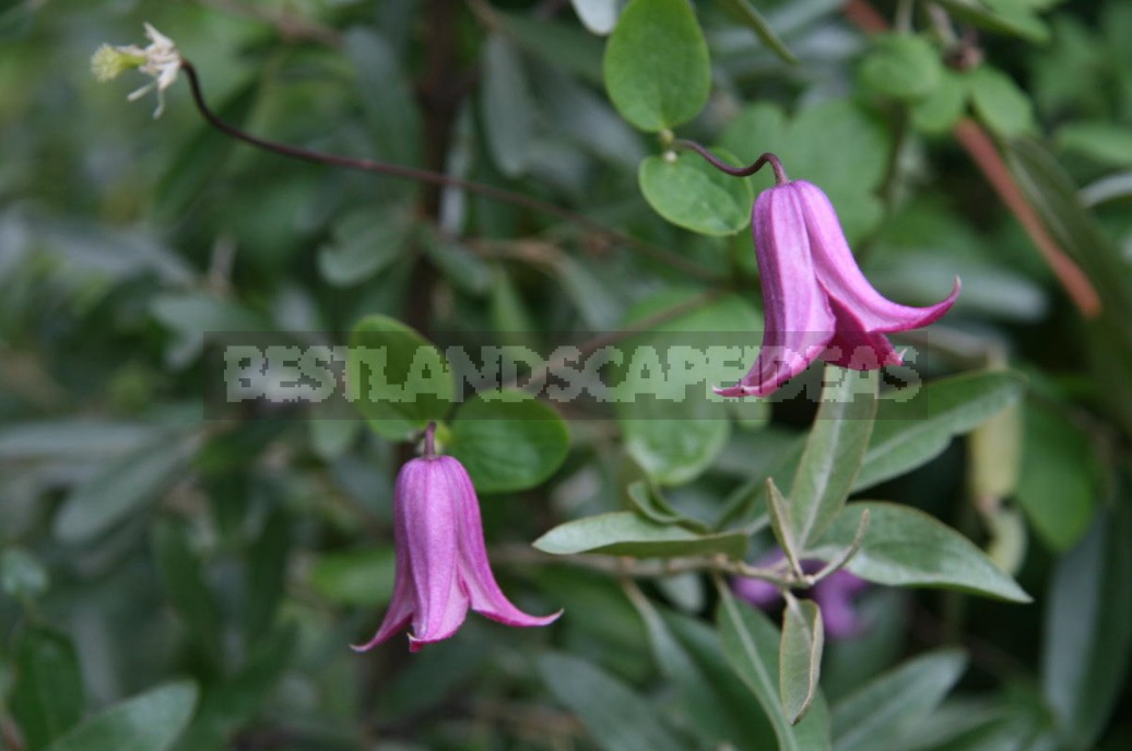 Clematis From My Collection: Types, Varieties, Photos