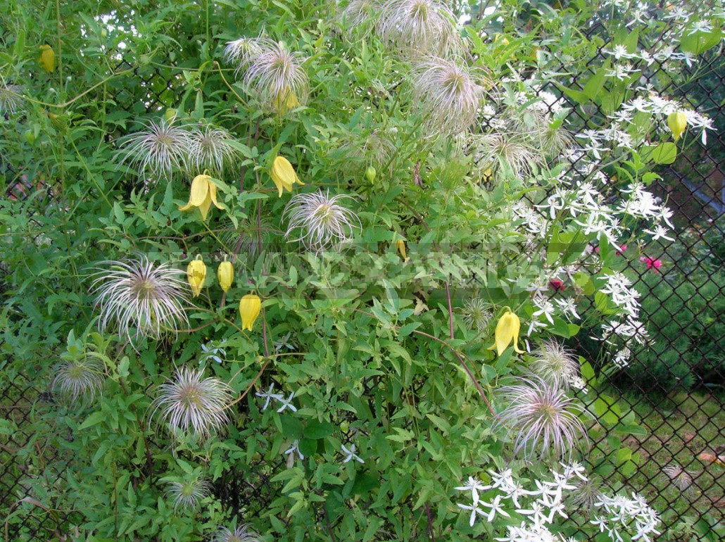 Clematis From My Collection: Types, Varieties, Photos