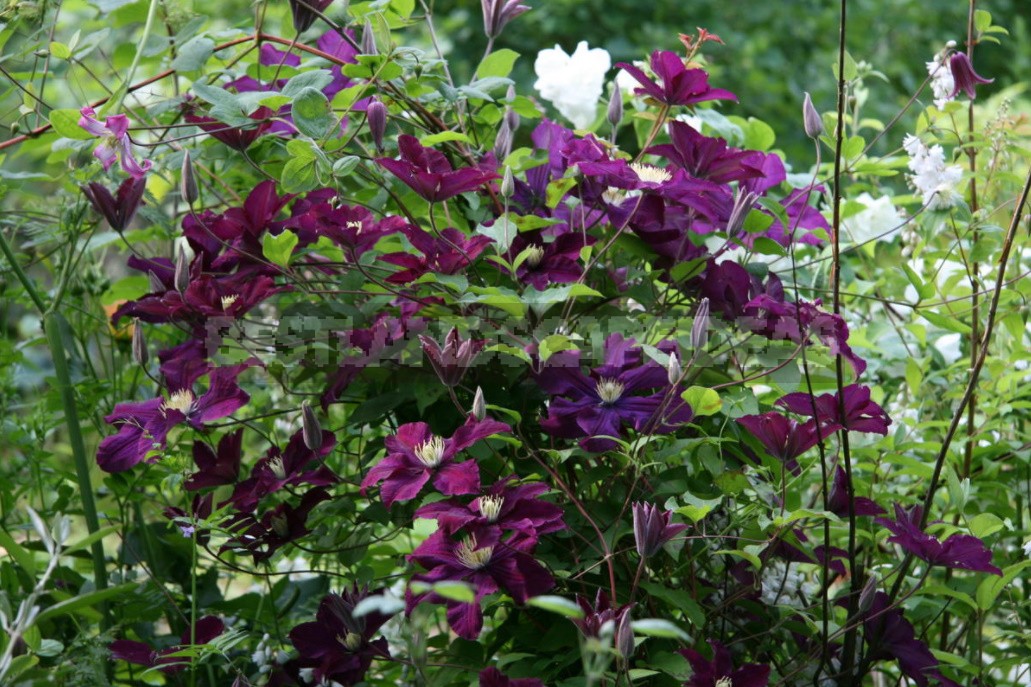 Clematis From My Collection: Types, Varieties, Photos